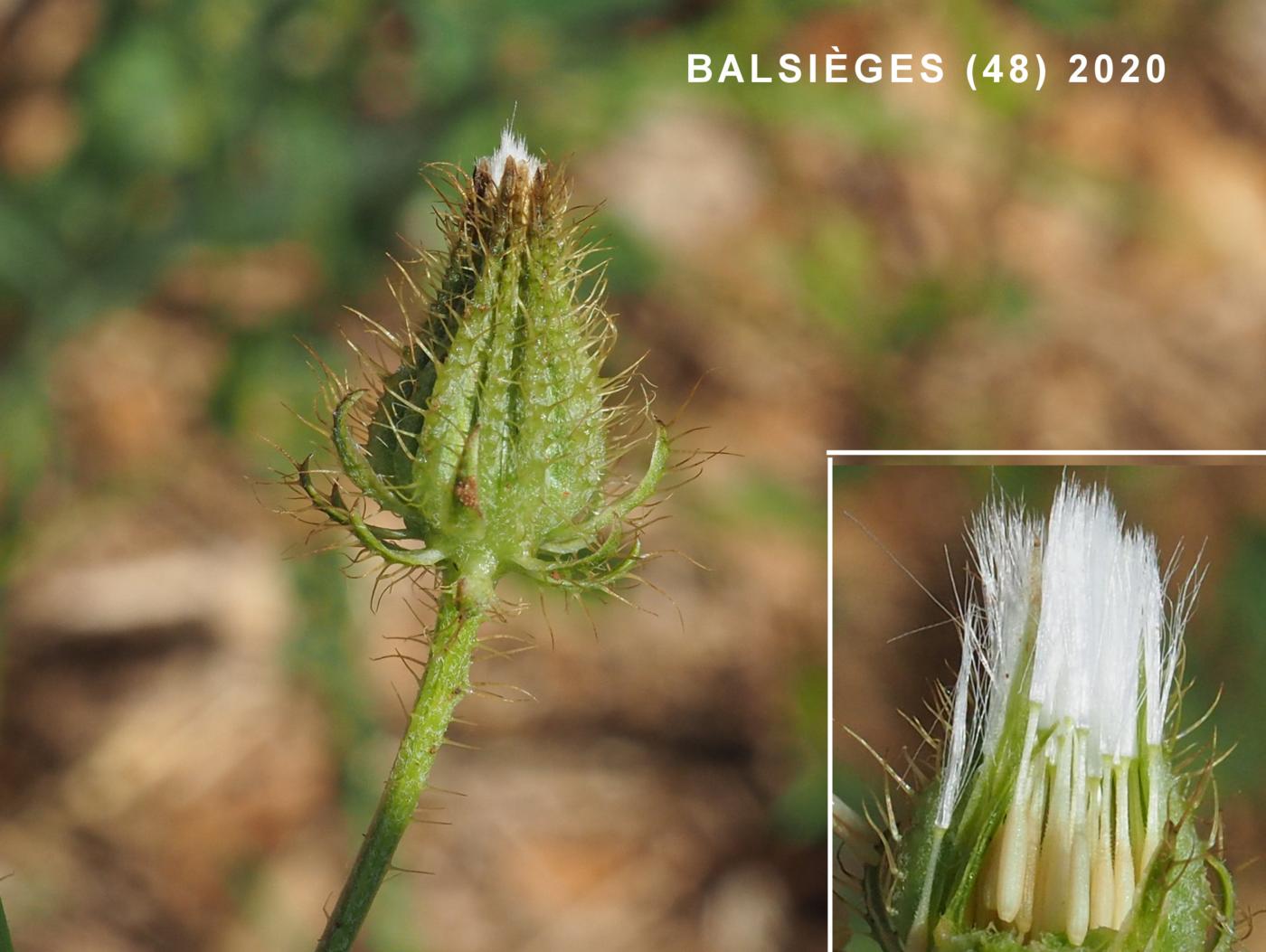 Hawk's-beard, Bristly fruit